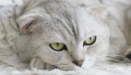 开云中国官网-【录像解析】经典犯规事件与规则重新解读，犯规术语